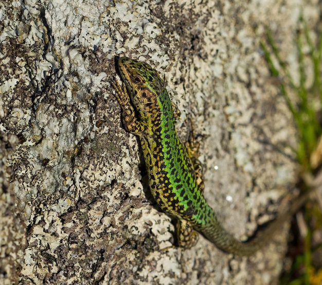 Free photo closeup shot of a lizard on a rock