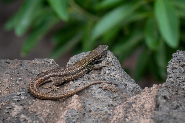 Closeup shot of a lizard on a stone