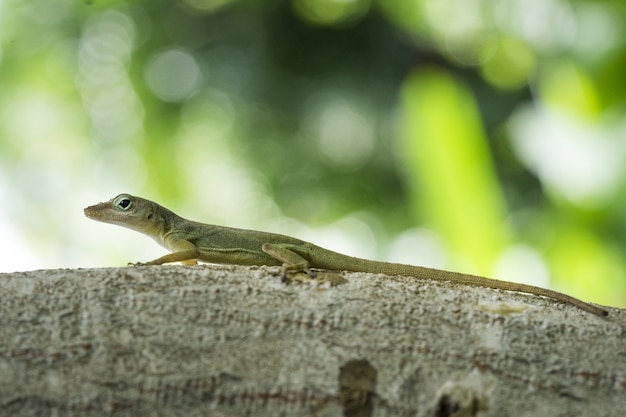 Closeup shot of a lizard on a tree branch