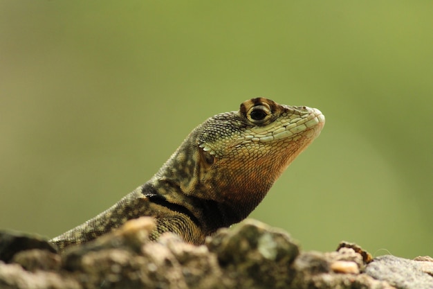 Closeup shot of a lizard