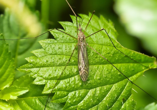 Free photo closeup shot of a locust on a green leaf with greenery