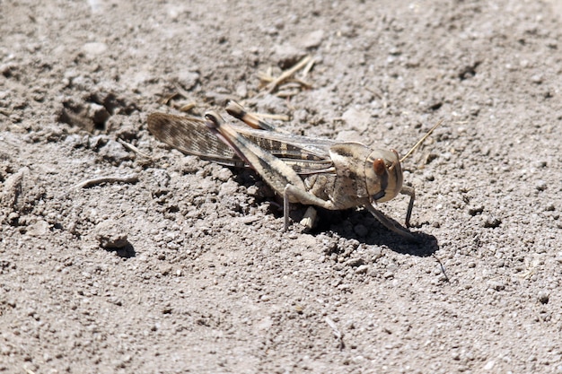 Closeup shot of a locust on the ground