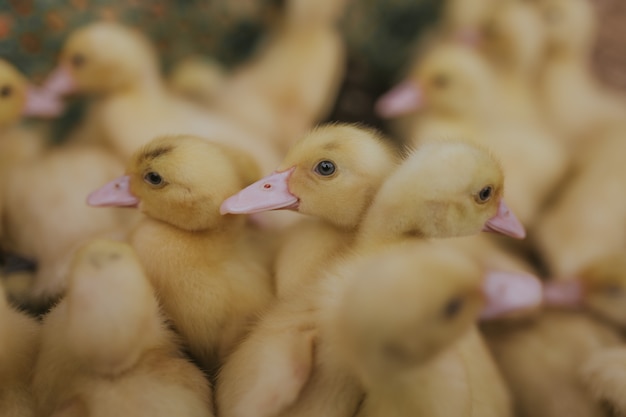 Closeup shot of a lot of cute little yellow baby ducks during daytime