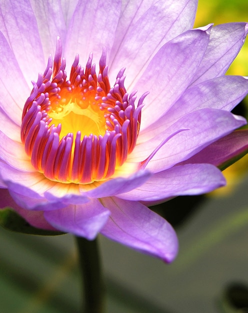 Free Photo closeup shot of a lotus flower