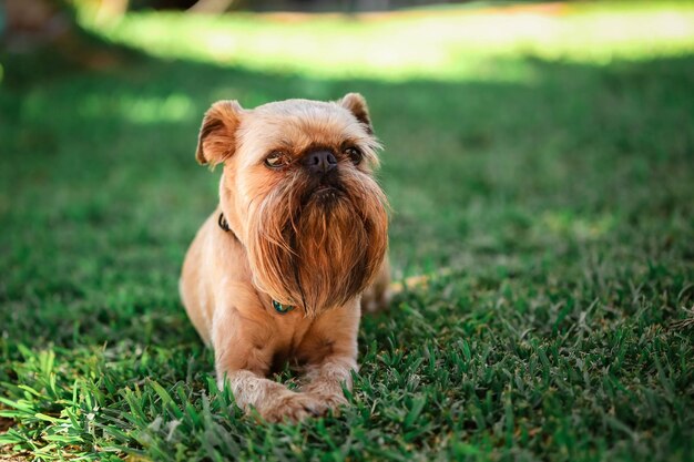 Closeup shot of a lovely brown dog sitting in the garden