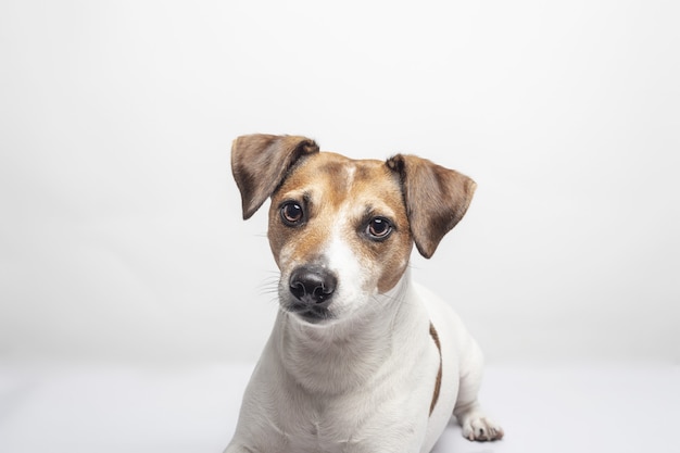 Free Photo closeup shot of a lovely jack russell terrier isolated on a white surface