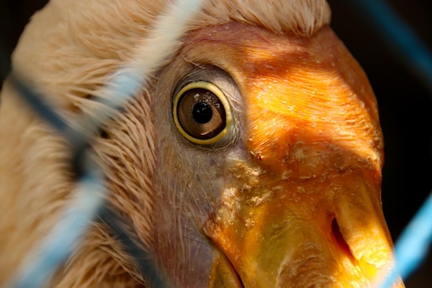 Closeup shot of a macaw bird head and eye