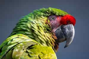 Free photo closeup shot of a macaw parrot with colorful feathers on a grey background