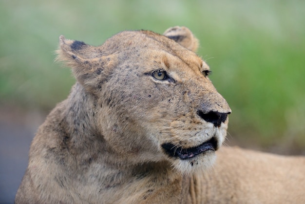 Free photo closeup shot of a magnificent lioness on a road in the african jungles