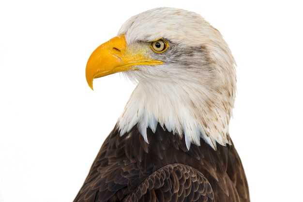 Free photo closeup shot of a majestic eagle on a white background