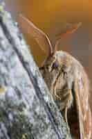 Free photo closeup shot of a male fox moth on a tree trunk in the forest