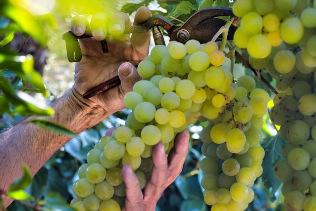 Closeup shot of male hands pruning the grapevines with bunches of ripe delicious green grapes