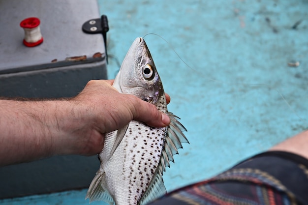 Free Photo closeup shot of a male killing a caught fish