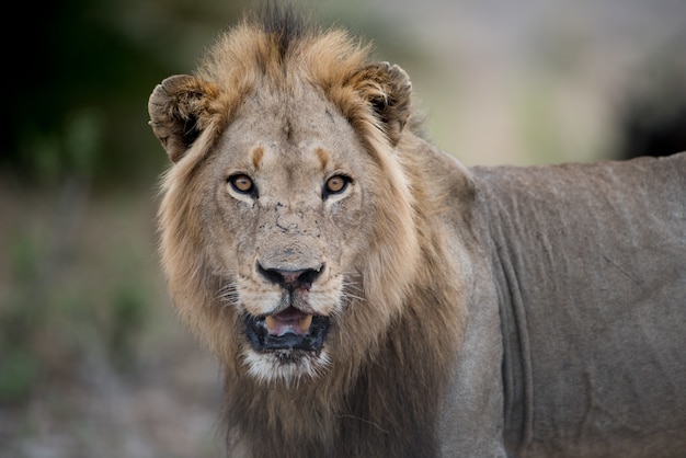 Free Photo closeup shot of a male lion with a blurred background