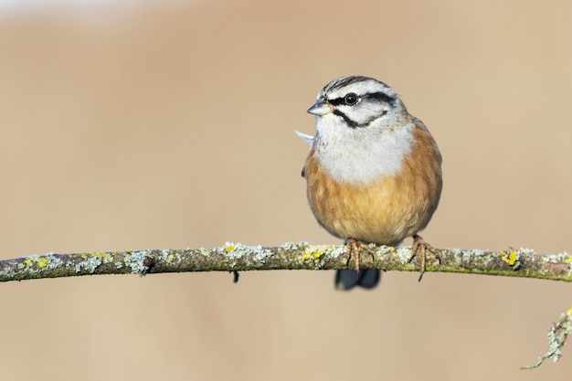 Free photo closeup shot of a male rock bunting, single bird on a branch on a blurred surface