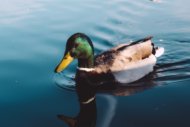 Free photo closeup shot of mallard duck in a lake