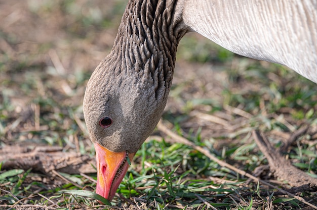 Free Photo closeup shot of a mallard duck with its beak in the soil