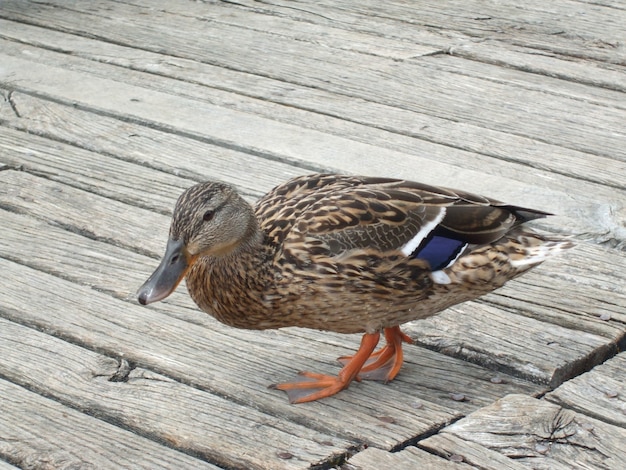 Free photo closeup shot of a mallard duck on a wooden floor