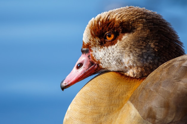 Free Photo closeup shot of a mallard duck