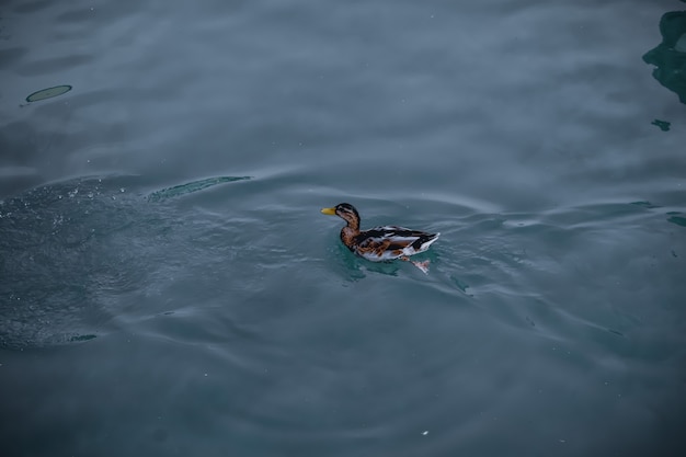 Free Photo closeup shot of a mallard in the lake