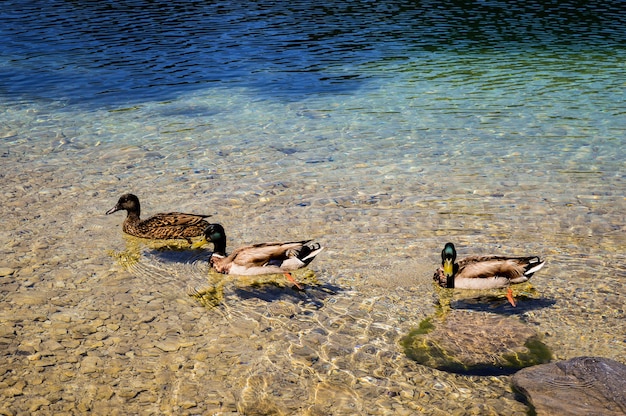 Free Photo closeup shot of mallard swimming in a clear water