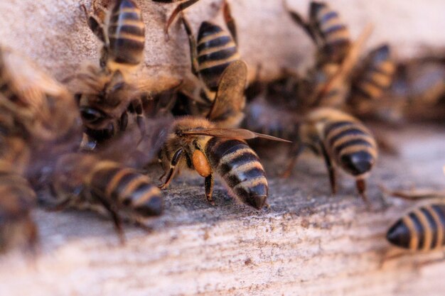 Closeup shot of many bees on a wooden surface