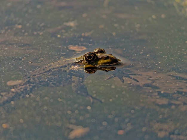 Free Photo closeup shot of the marsh frog pelophylax ridibundus in the lake in europe