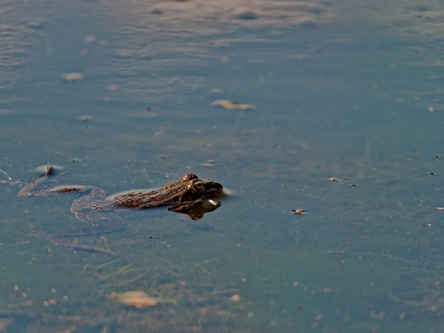 Free photo closeup shot of the marsh frog pelophylax ridibundus in the lake in europe