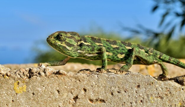 Closeup shot of a Mediterranean Chameleon keeping its balance as it tiptoes on a thin brick wall