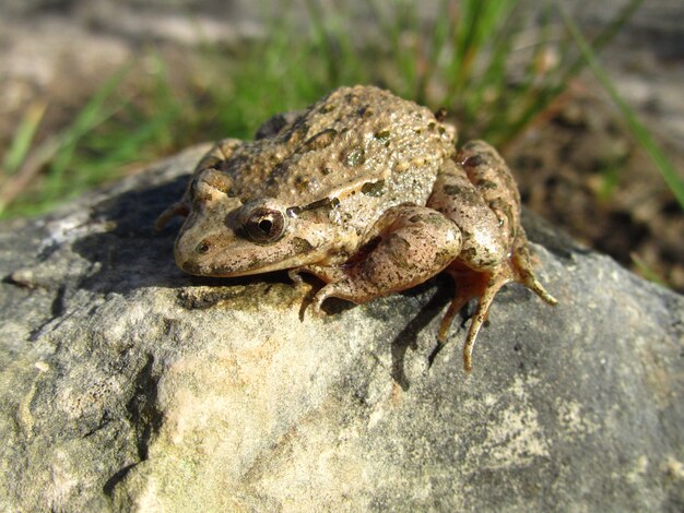 Closeup shot of a Mediterranean painted frog beside a leaf on a rock