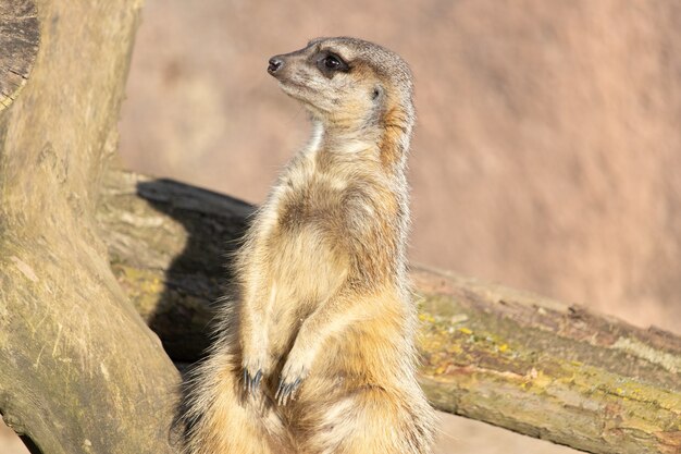 Closeup shot of a meerkat sitting on a log