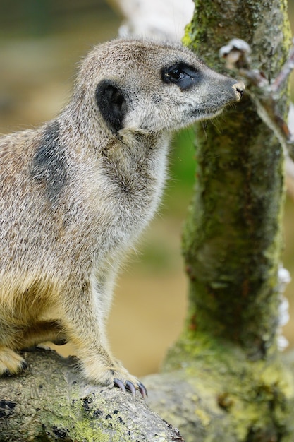 Closeup shot of a meerkat sitting on a wooden branch