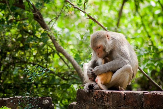 Closeup shot of a monkey mom holding the infant in her hug