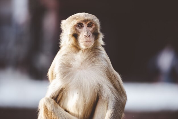 Closeup shot of a monkey sitting outdoors