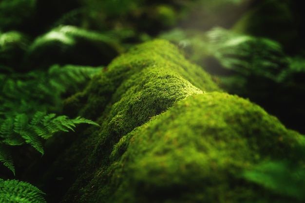 Closeup shot of moss and plants growing on a tree branch in the forest