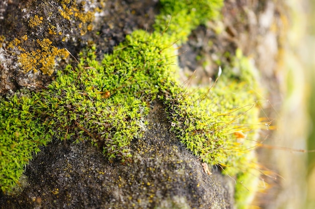 Free Photo closeup shot of the moss of the stone surface