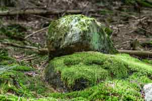 Free photo closeup shot of mossy rocks in the forest