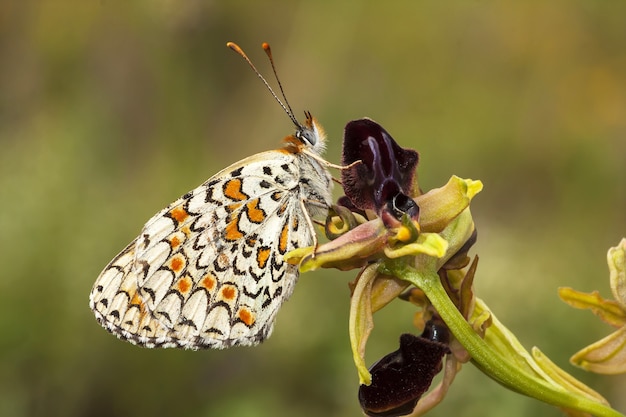 Closeup shot of a moth on a plant in the forest