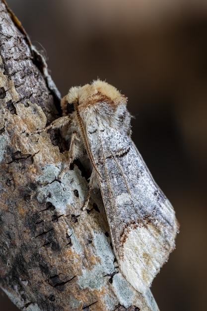 Free Photo closeup shot of a moth on the wooden surface in the forest