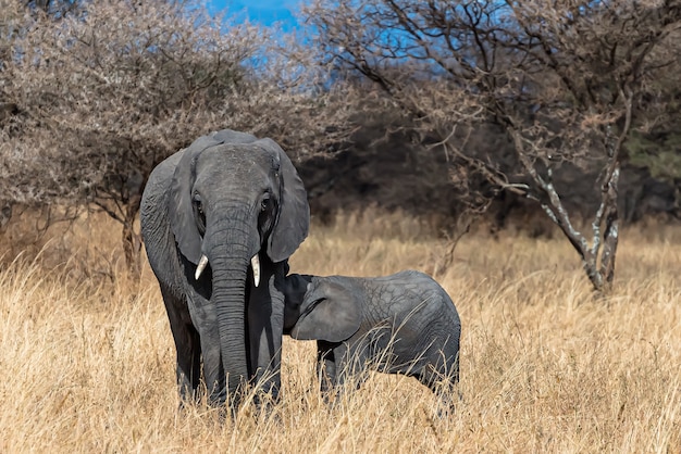 Free photo a closeup shot of a mother elephant feeding the baby