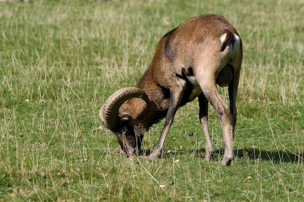 Free photo closeup shot of a mouflon grazing in a meadow