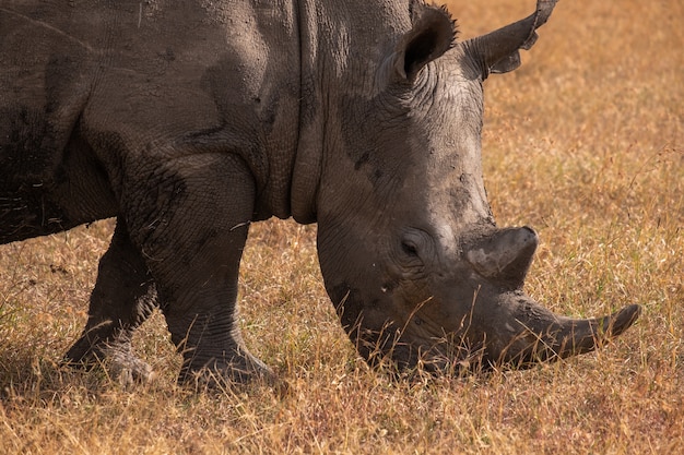 Free Photo closeup shot of a muddy rhinoceros grazing on a field captured in ol pejeta, kenya