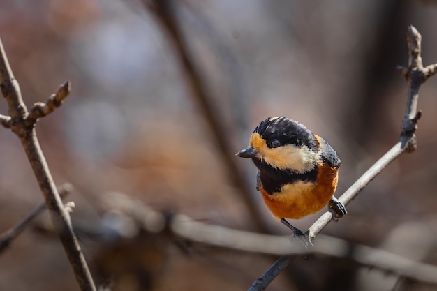 Free photo closeup shot of a multicolored bird perching on top of a tree branch