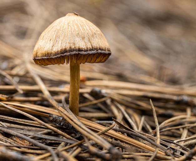 Closeup shot of a mushroom in dry grass