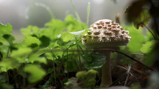 Free photo closeup shot of a mushroom growing between the grass