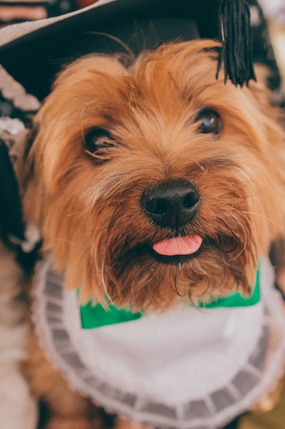 Free Photo closeup shot of the norfolk terrier dog wearing a cute bow posing and looking at the camera