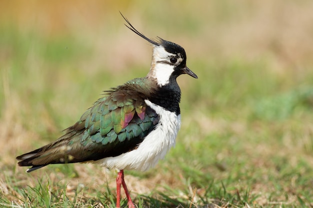 Closeup shot of a northern lapwing in a meadow