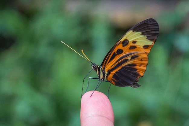 Free photo closeup shot of a numata longwing butterfly with beautifully patterned wing sitting on a finger