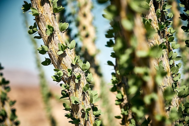 Free photo closeup shot of the ocotillo tree in joshua tree national park, california usa