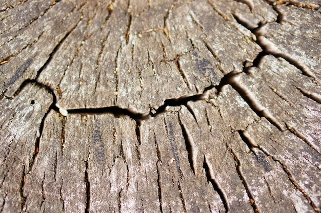 Free photo closeup shot of an old cut wooden tree in the forest